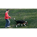 Dog walking - 13 year old 